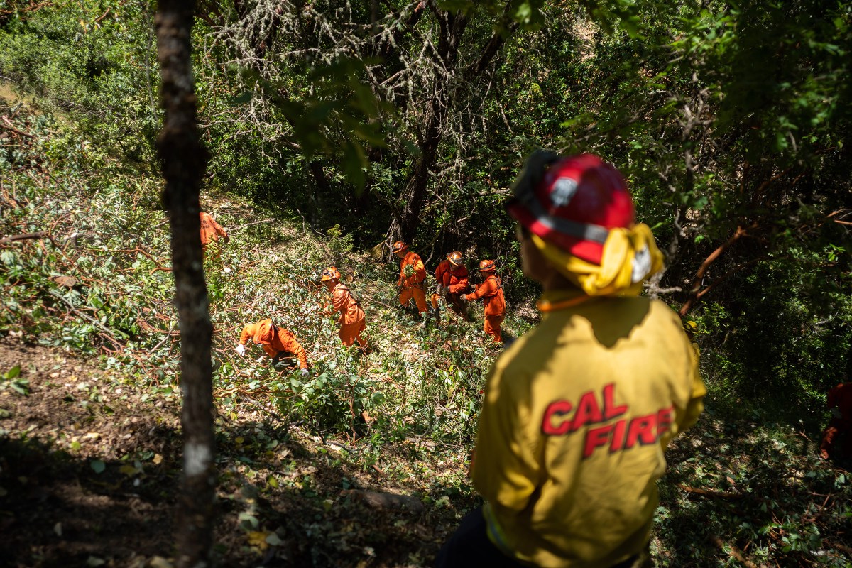 Forest management california clearing wildfires broke prevent improve going without can fire capradio tahoe burn crews prescribed hazard within trees